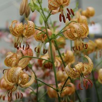Lilium 'Peppard Gold' Photo: Nijssen